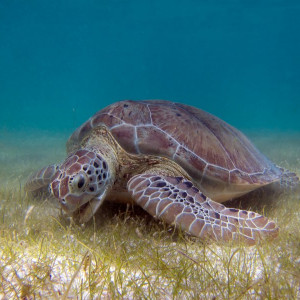 Akumal2