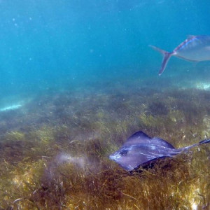 Akumal4