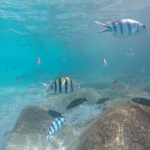 Peixinhos Perhentian