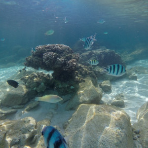 Coral Perhentian