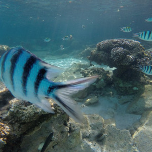 Coral Redang