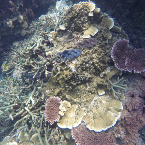 Coral Redang