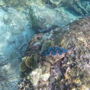 Coral Redang