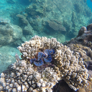 Coral Perhentian