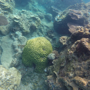 Coral Perhentian