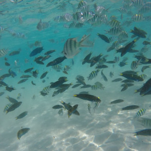 Peixinhos Perhentian
