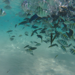 Peixinhos Perhentian
