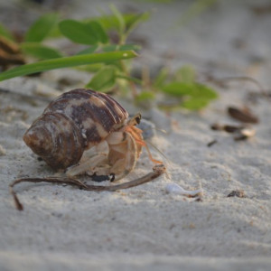 Caranguejo Eremita Perhentian