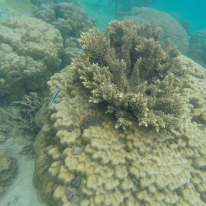 Coral Perhentian