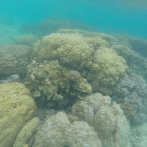 Coral Perhentian