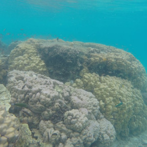 Coral Perhentian