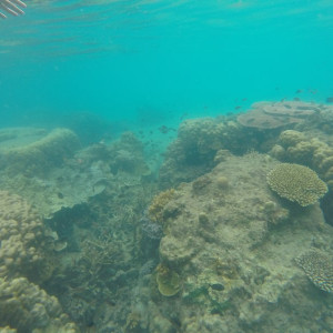 Coral Perhentian