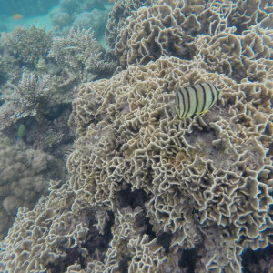 Coral Perhentian