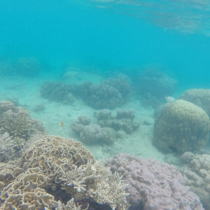 Coral Perhentian