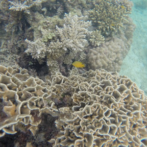 Coral Perhentian