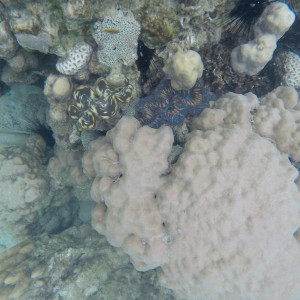 Coral Perhentian
