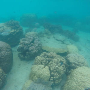 Coral Perhentian
