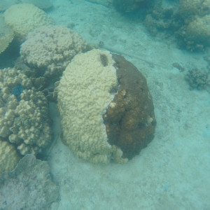Coral Perhentian