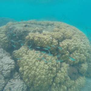 Coral Perhentian