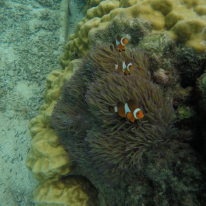 Peixe Palhaco Perhentian
