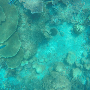 Coral Perhentian