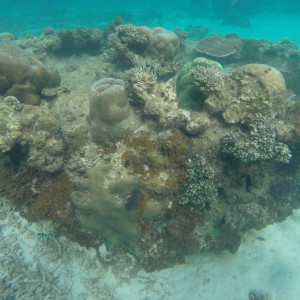 Coral Perhentian