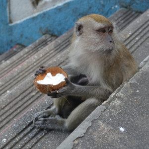 Batu Caves Macaco com cria a comer côcô