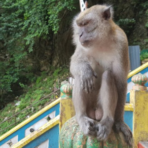 Batu Caves Macaco