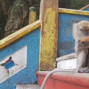 Batu Caves Macaco