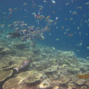 Snork (2)
