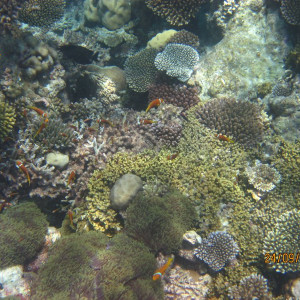 Snork (3)
