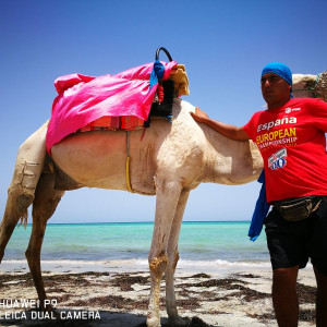 mais camelos, Dromedário!