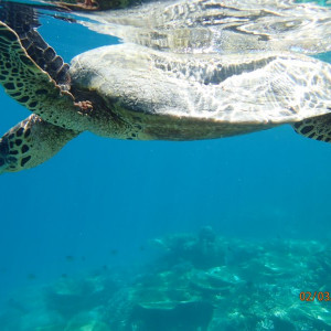 Snork (3)