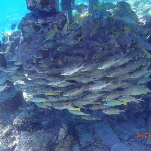 Snork (6)
