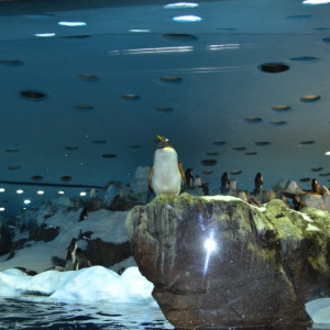 Loro Parque