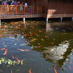 Loro Parque