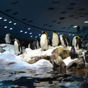 Loro Parque