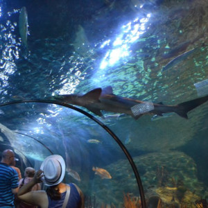 Loro Parque