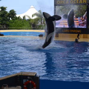 Loro Parque