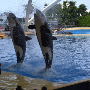 Loro Parque