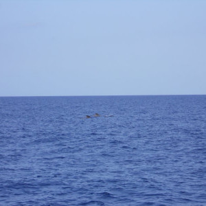 Passeio de barco pela costa
