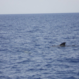 Passeio de barco pela costa