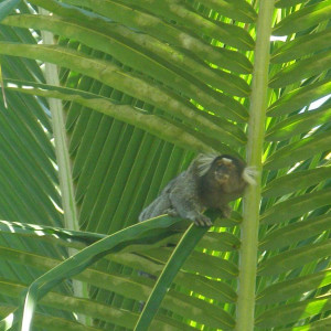 Brasil Praia Do Forte 2009 039
