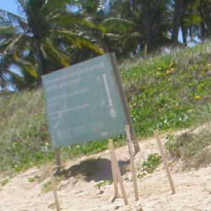 Brasil Praia Forte Novembro 2010 160