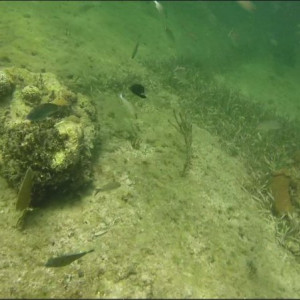Snorkling1