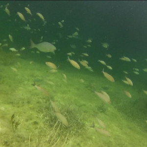 Snorkling2