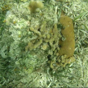 Snorkling3