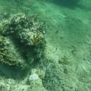 Snorkling4