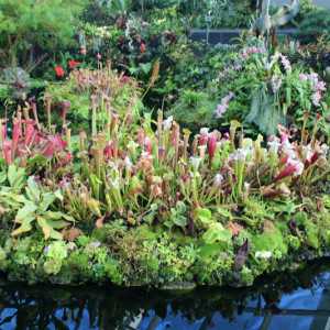 Plantas carnívoras