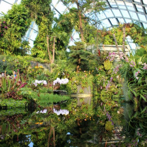 Cloud Forest